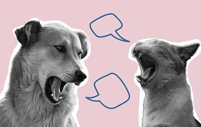 Профайлинг: как выстроить общение, зная характер собеседника